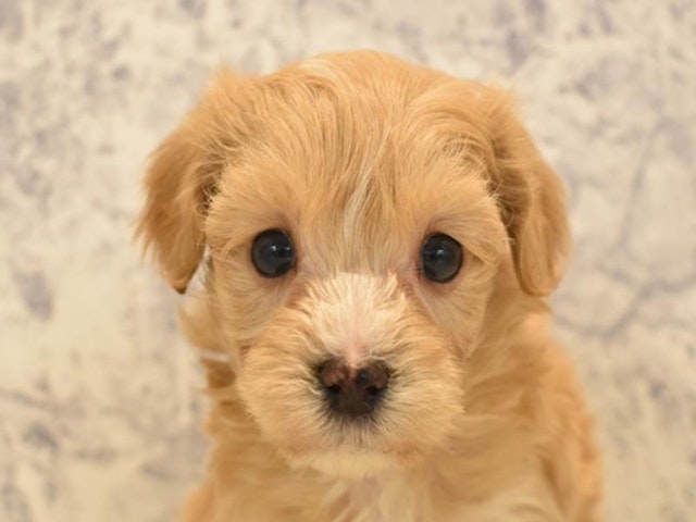 静岡県のハーフ犬 (ペッツワン伊東店/2024年1月7日生まれ/男の子/アプリコットホワイト)の子犬